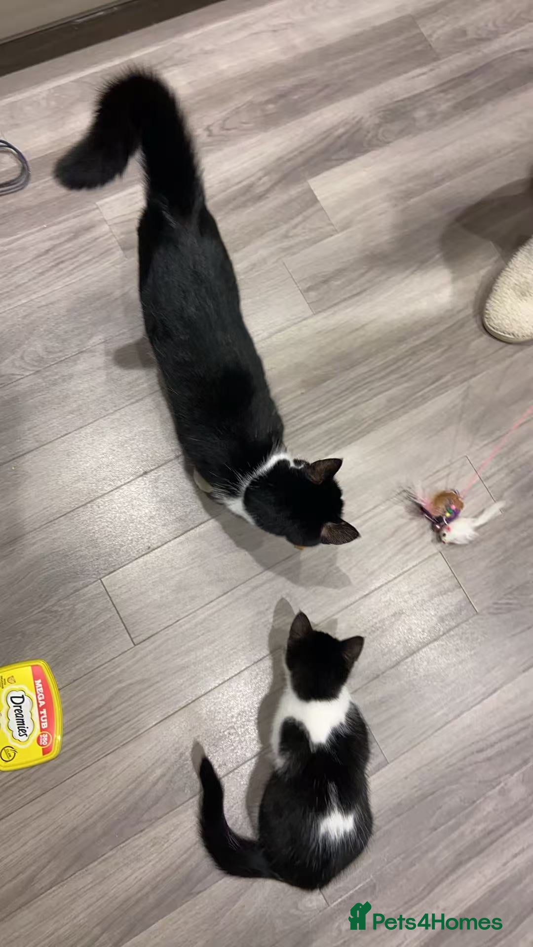 Mixed Breed cats for sale: Cute kittens and mom looking for a good home - Advert 11