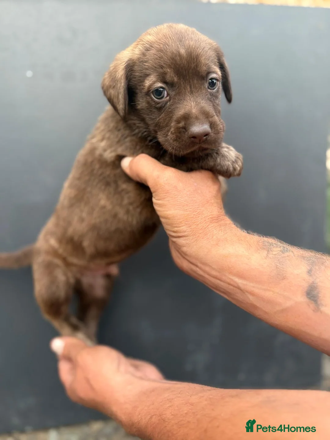 Labradoodle dogs for sale: REDUCED Stunning miniature labradoodle puppies - Advert 1