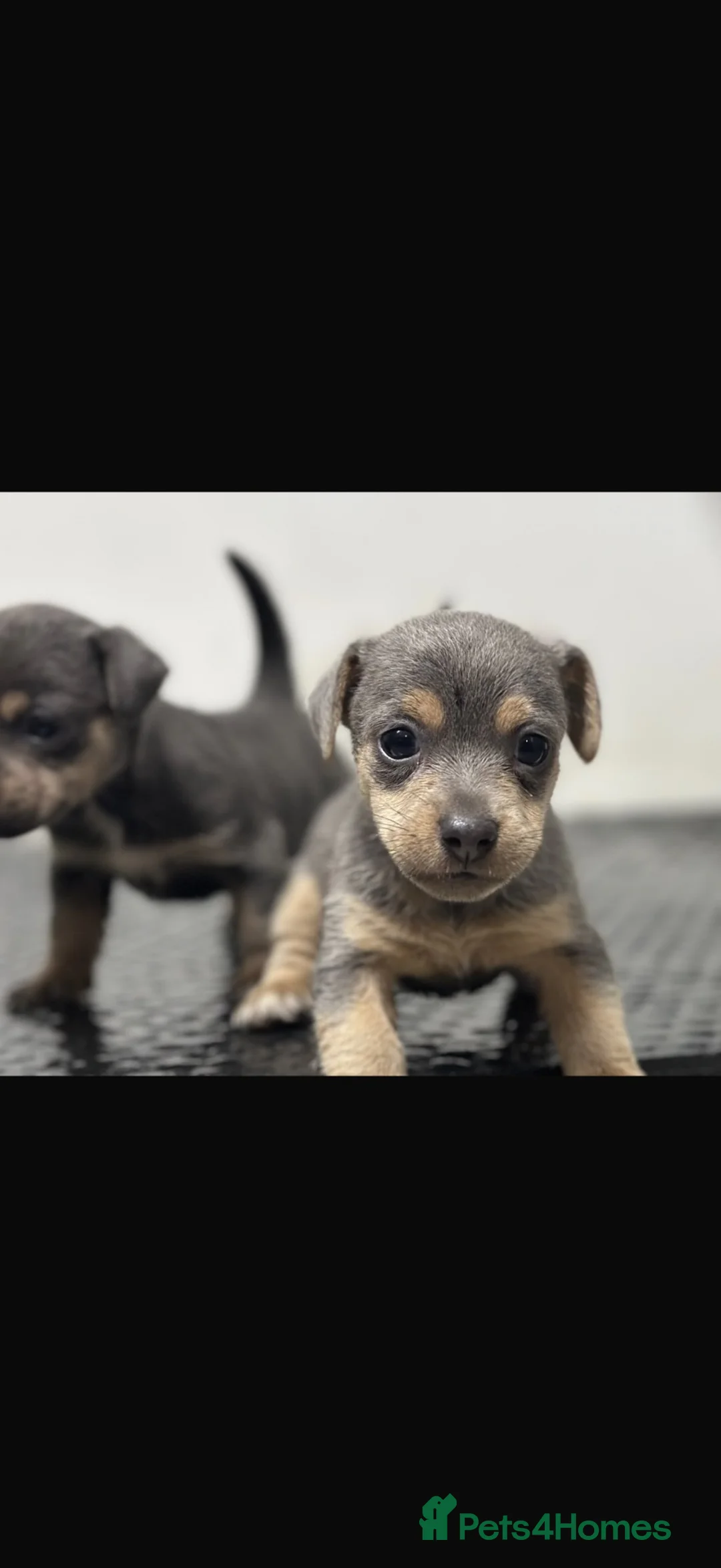 Jack Russell dogs for sale: Much wenlock Jack Russell’s  - Advert 1