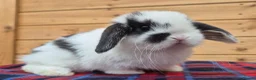 Mini Lop rabbits for sale: 🐰 Mini Lop Rabbits for Sale 🐰   - Advert 1