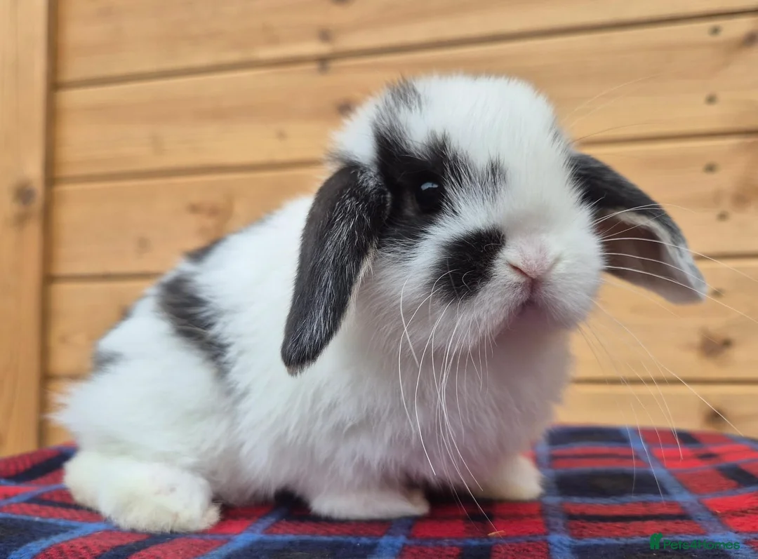 Mini Lop rabbits for sale: 🐰 Mini Lop Rabbits for Sale 🐰   - Advert 1