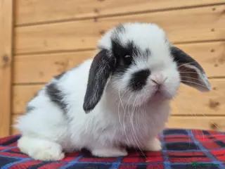 Mini Lop rabbits 🐰 Mini Lop Rabbits for Sale 🐰 - Advert 1