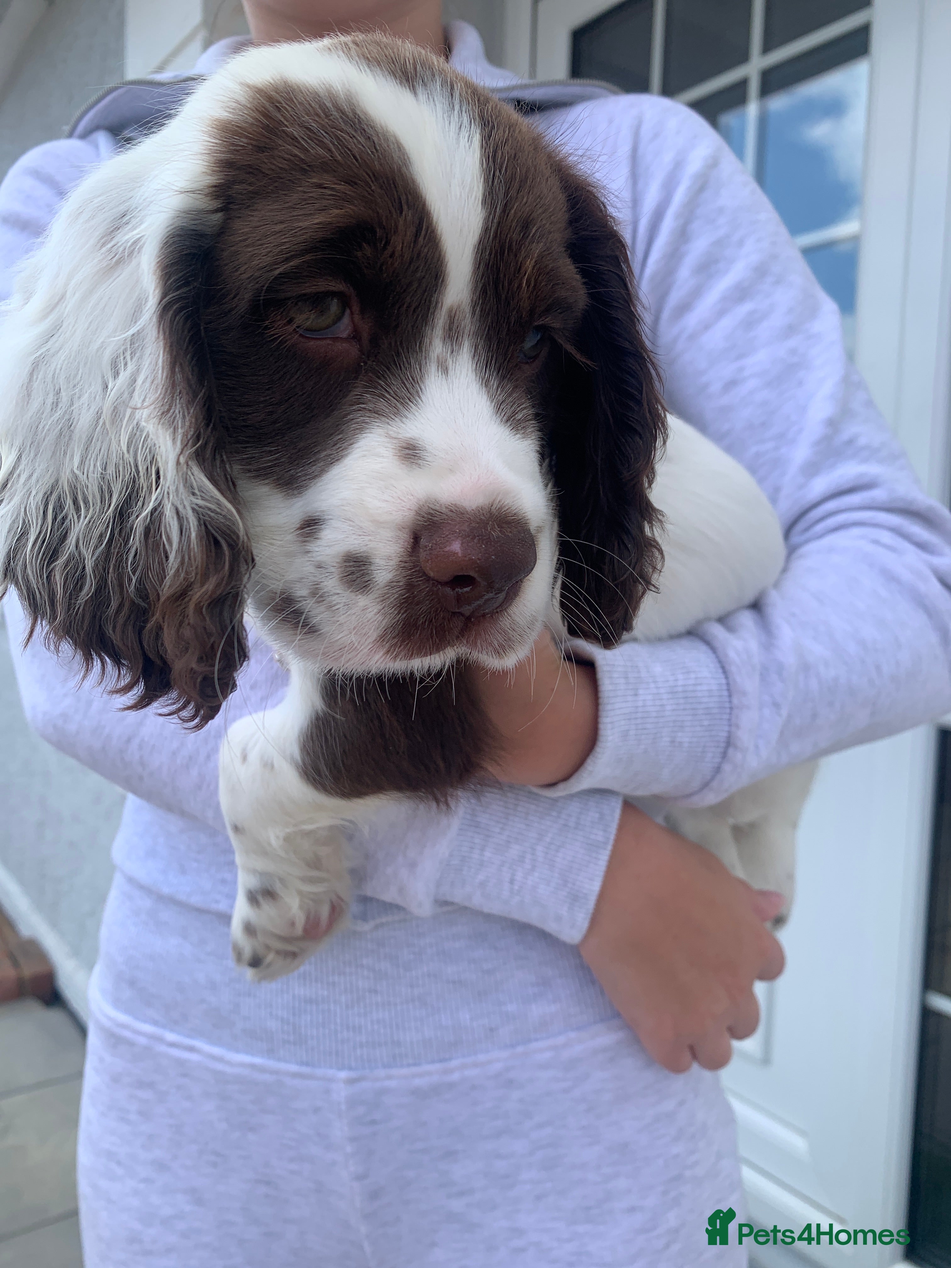 Sprocker dogs 2boys2girls READY TO LEAVE NOW Cocker Spaniels - Advert 2