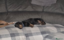 Miniature Dachshund dogs for sale: Beautiful miniture dachsund  - Image 2