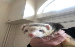 Ferret rodents for sale: Ferrets for sale  - Image 2