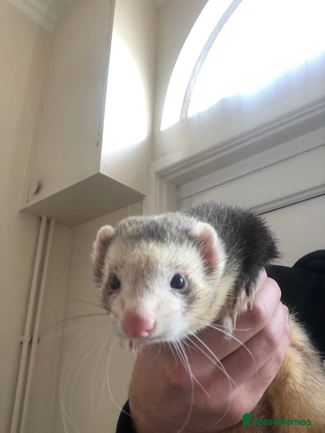 Ferret rodents for sale: Ferrets for sale  - Image 2