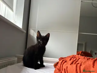 Domestic Shorthair cats Two Domestic male kittens - Advert 8