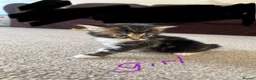 Mixed Breed cats for sale: Spiral tabby kittens 😍 in Hounslow - Advert 3