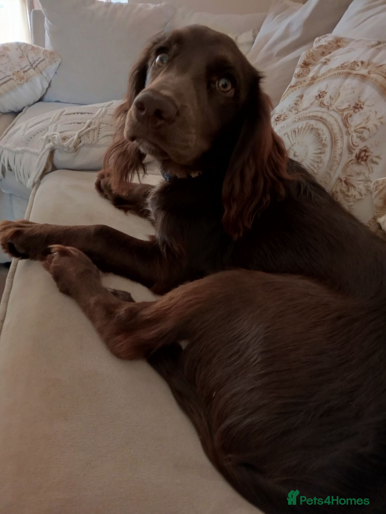 Cocker Spaniel dogs Liver cocker spaniel puppy girl  - Advert 7