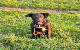 Border Collie dogs for sale: Skye the border collie - Image 2