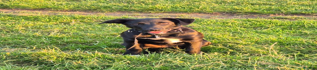 Border Collie Puppy 1