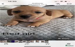 Mixed Breed dogs for sale: 5 Jack Russell x miniature dashound puppies £800 - Image 6
