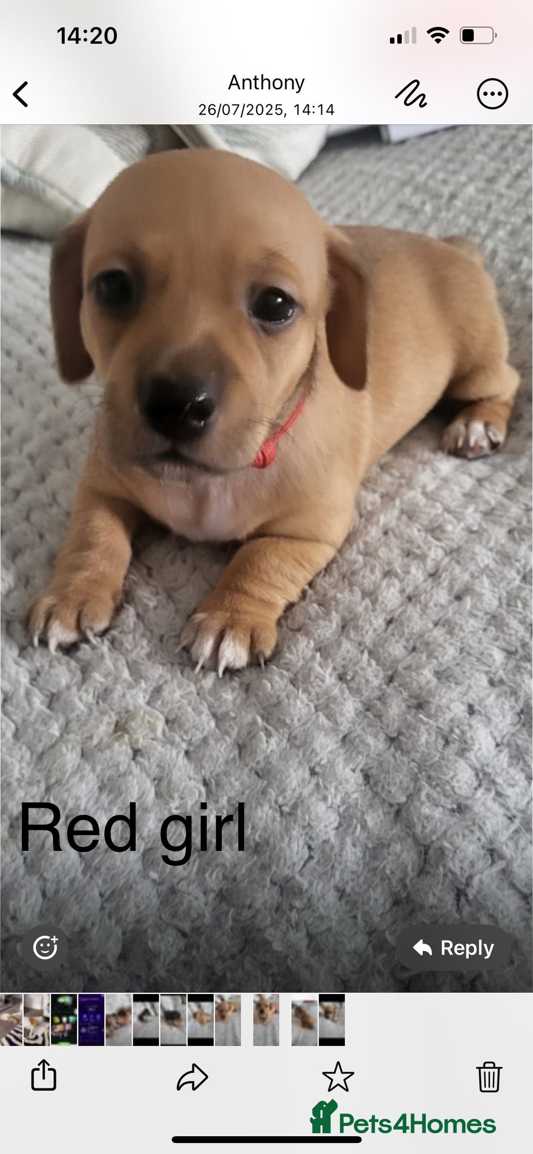 Mixed Breed dogs for sale: 5 Jack Russell x miniature dashound puppies £800 - Image 6