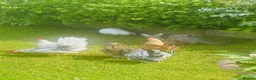 Chickens poultry for sale: ***The Worlds smallest—Serama Bantams*** - Advert 4