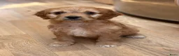 Cavapoo dogs for sale: F1b Cavapoo puppies! - Advert 13