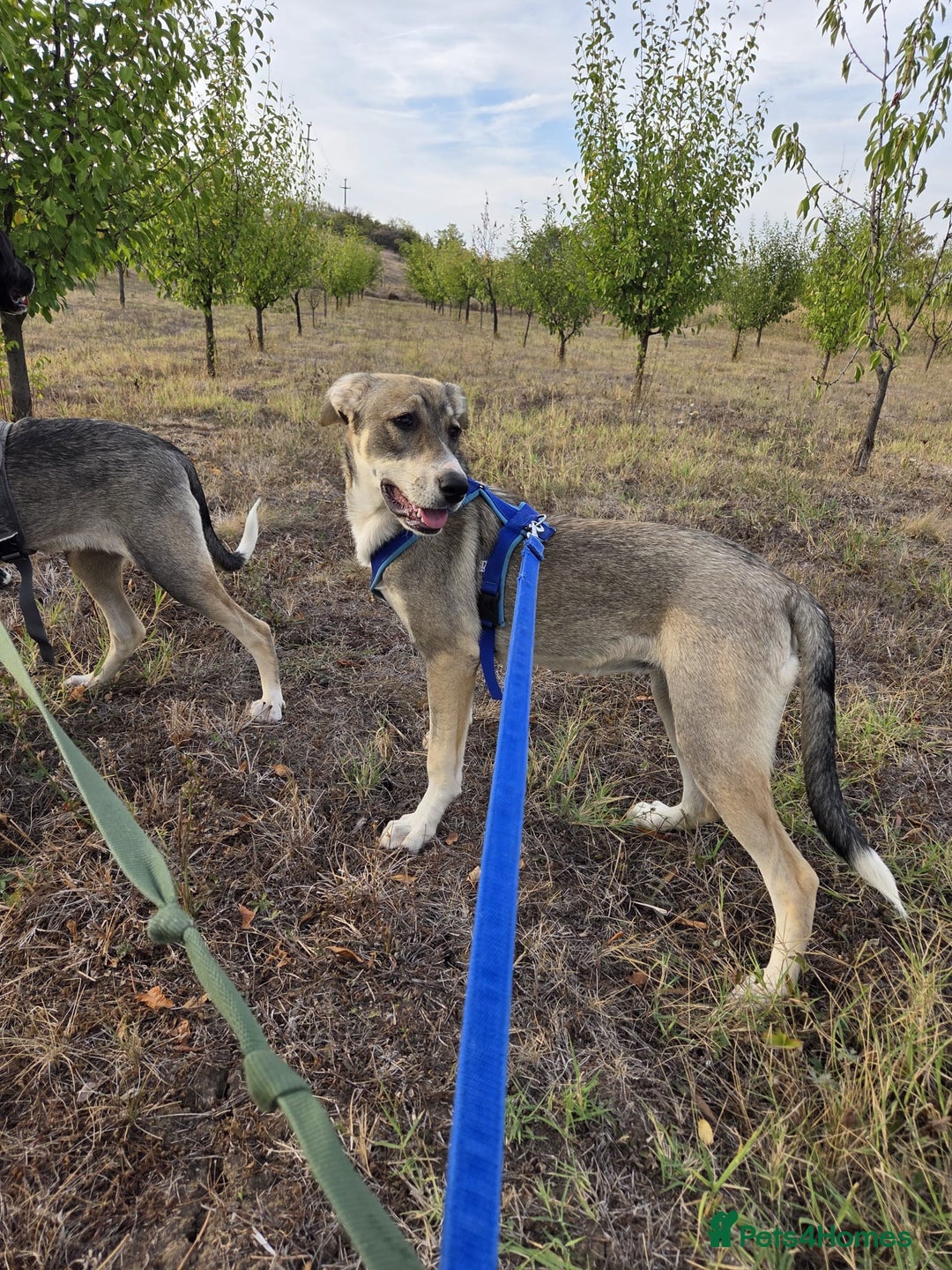 Mixed Breed dogs for adoption: Sweet, Friendly Young RUBY - for a Loving Family - Advert 12
