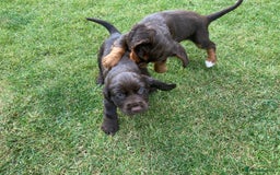 Cocker Spaniel dogs for sale: Full of character  - Image 7