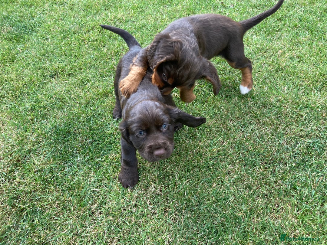 Cocker Spaniel dogs for sale: Full of character  - Image 7