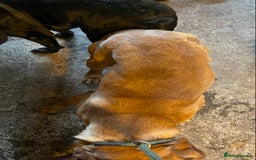 Labrador Retriever dogs for stud: fox Red extensively health tested 0-0 hips in Swansea - Image 8