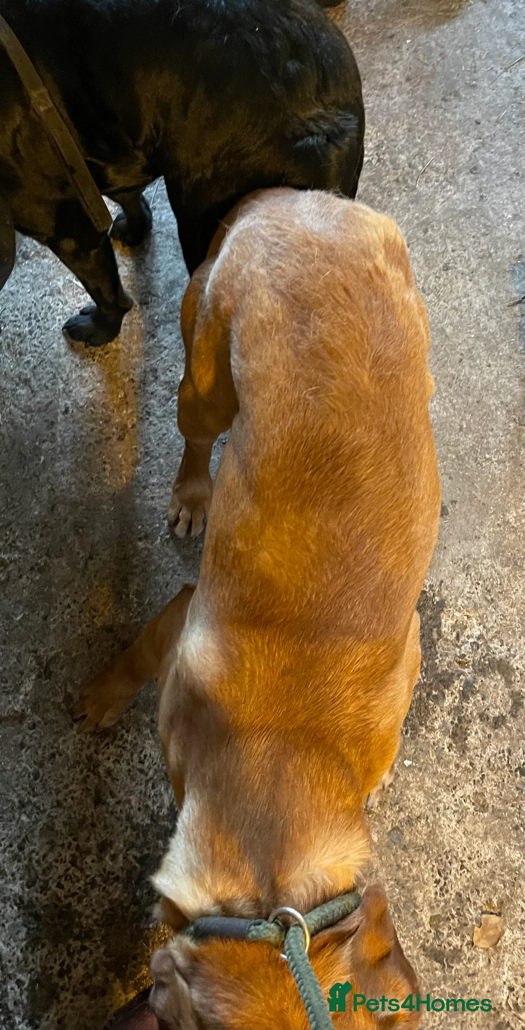 Labrador Retriever dogs for stud: fox Red extensively health tested 0-0 hips in Swansea - Advert 8