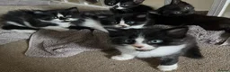 Mixed Breed cats for sale: Kittens ready to leave £50 in Rochester - Advert 7