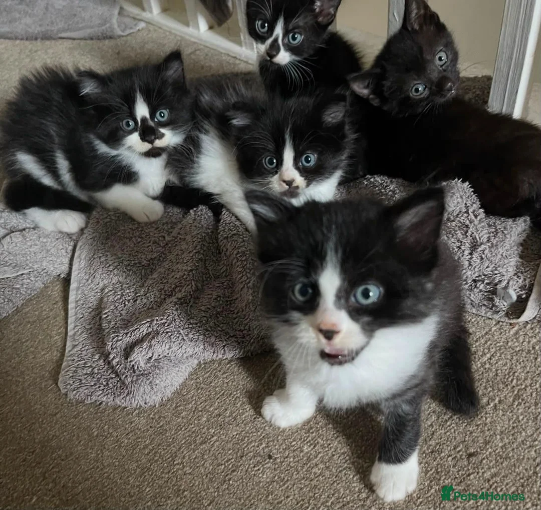 Mixed Breed cats for sale: Kittens ready to leave £50 in Rochester - Advert 7