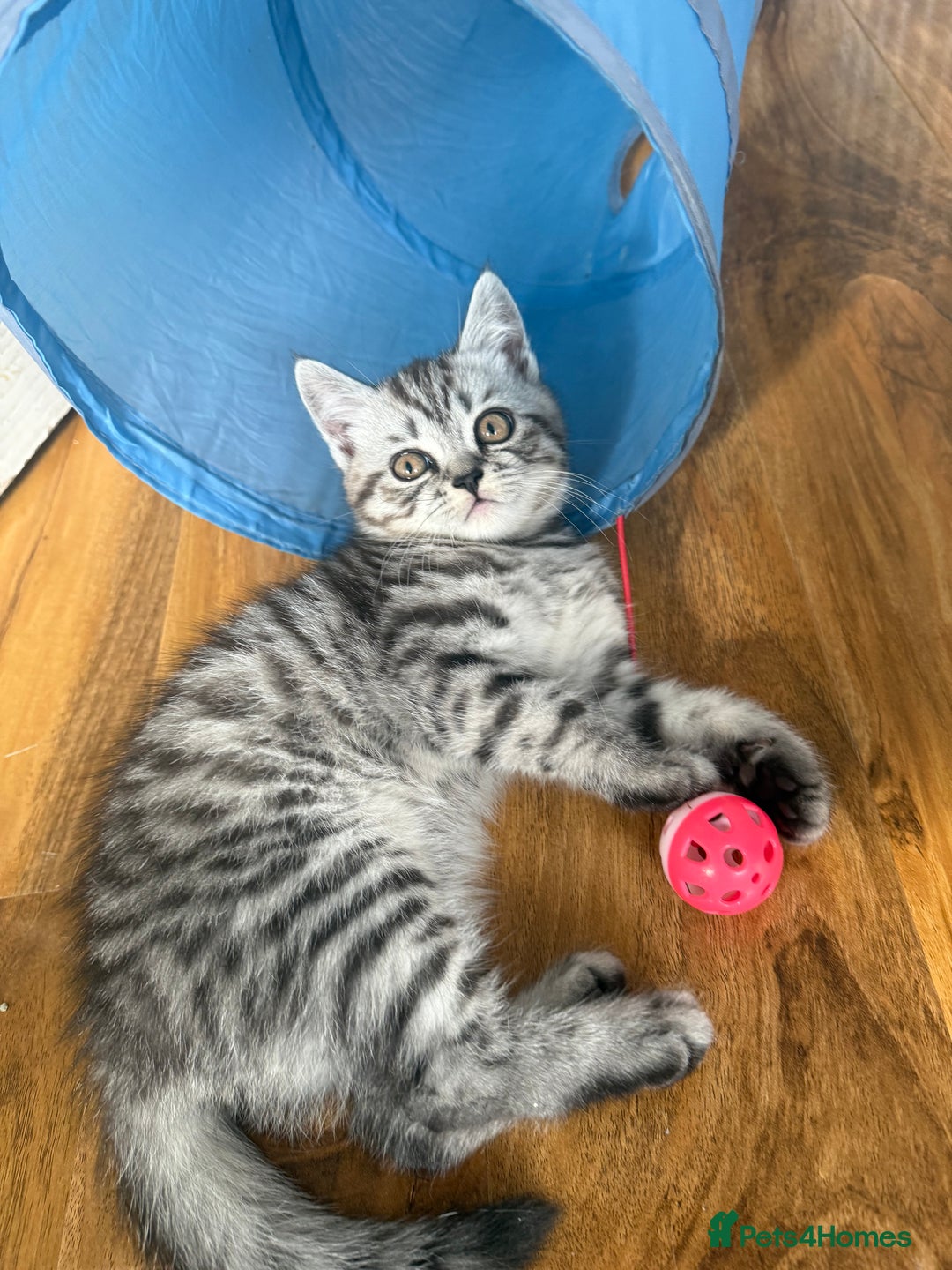 Scottish Fold cats for sale: scottish fold kittens  - Image 22