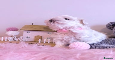 Maltese dogs 🌟🌟Full Korean Baby pups🌟🌟 - Advert 3