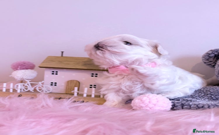 Maltese dogs 🌟🌟Full Korean Baby pups🌟🌟 - Advert 2