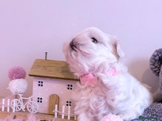 Maltese dogs 🌟🌟Full Korean Baby pups🌟🌟 - Advert 2