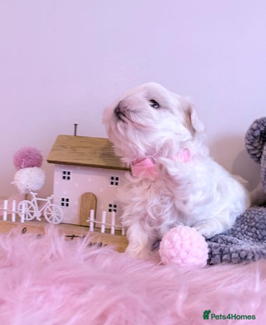 Maltese dogs 🌟🌟Full Korean Baby pups🌟🌟 - Advert 6