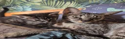 Savannah cats for sale: F3 savannah kittens - Advert 27