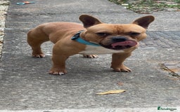 Mixed Breed dogs for sale: Male dog - Image 3