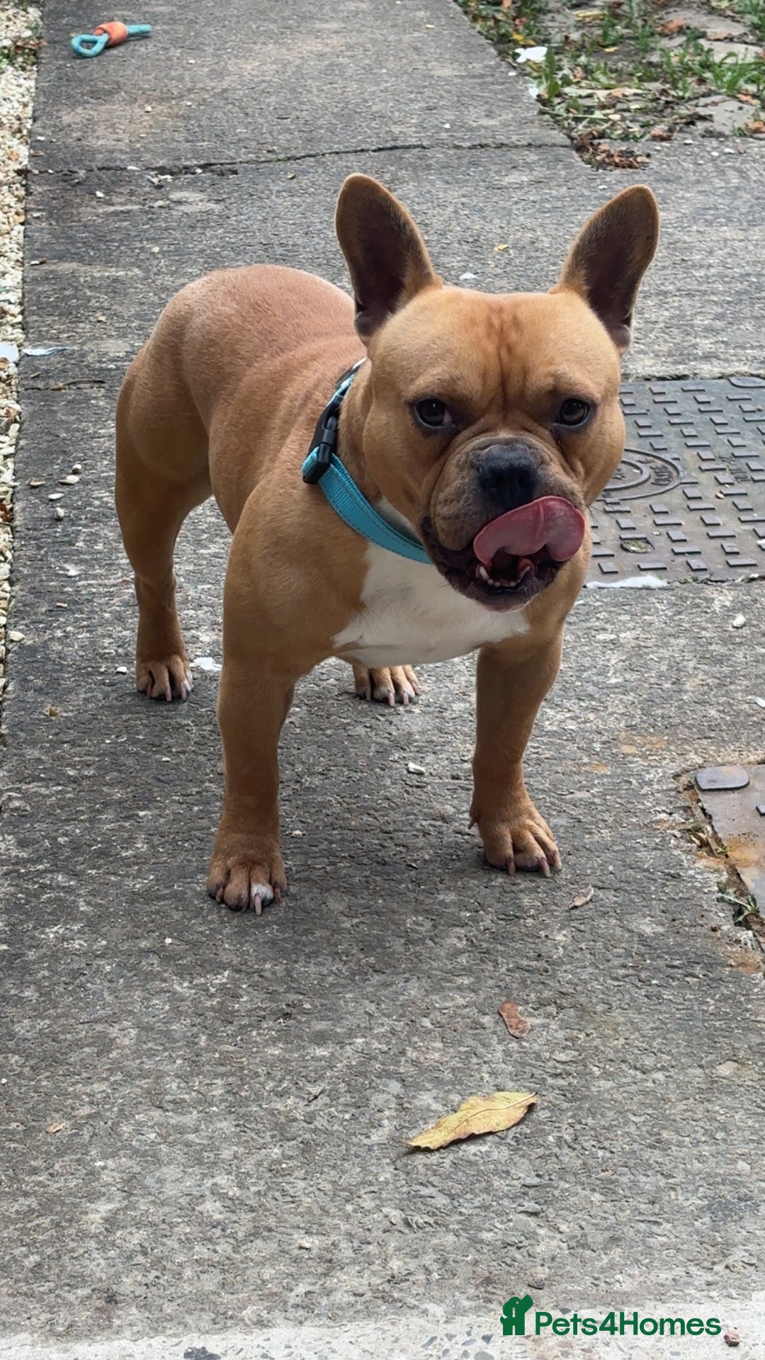 Mixed Breed dogs for sale: Male dog - Image 3