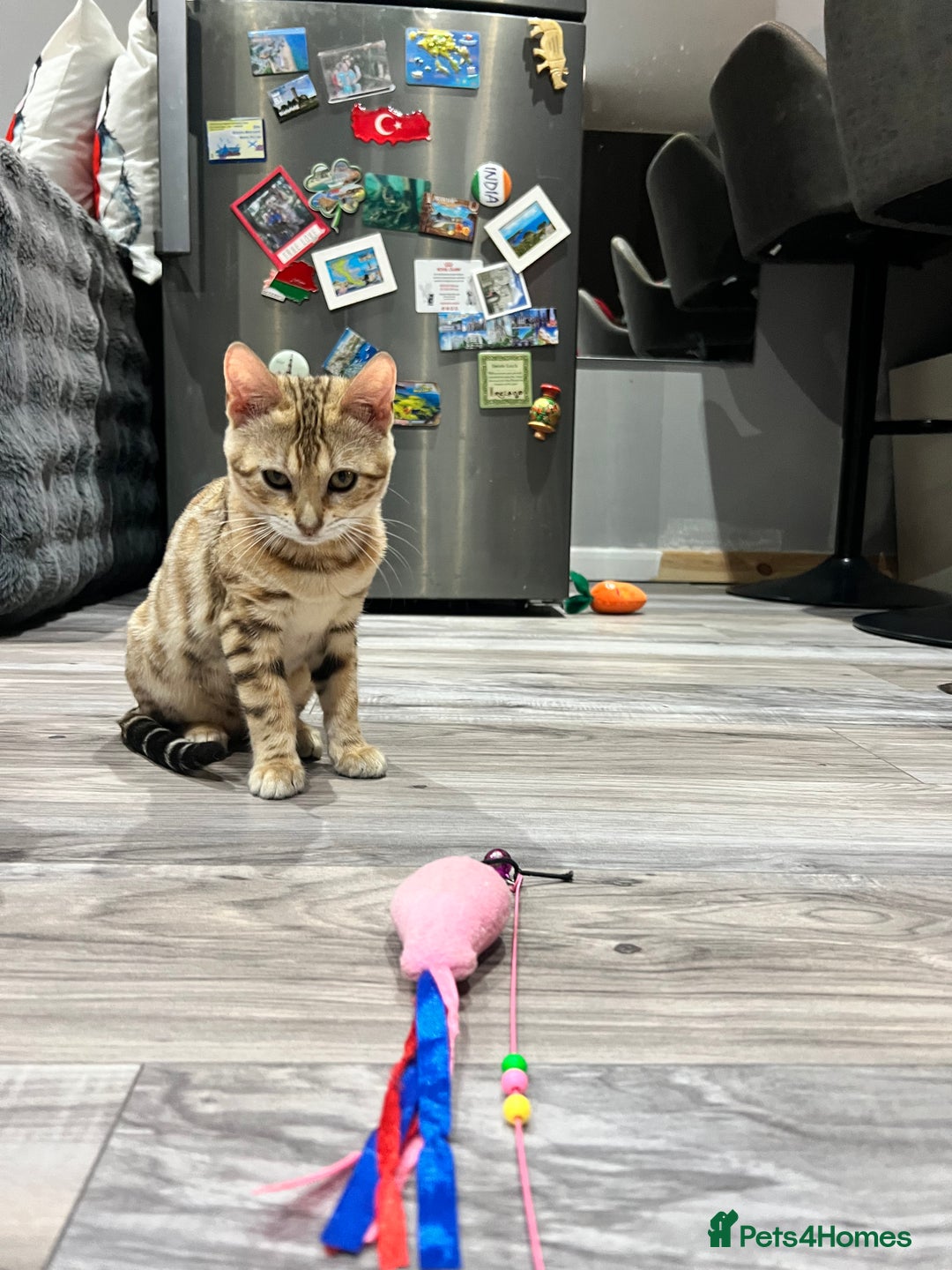 Bengal cats for sale: Stunning TICA 5 Generation Pedigree Kittens - Image 33