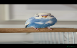 Budgerigars birds for sale: 2x budgies with complete set up cage purple blue - Image 4