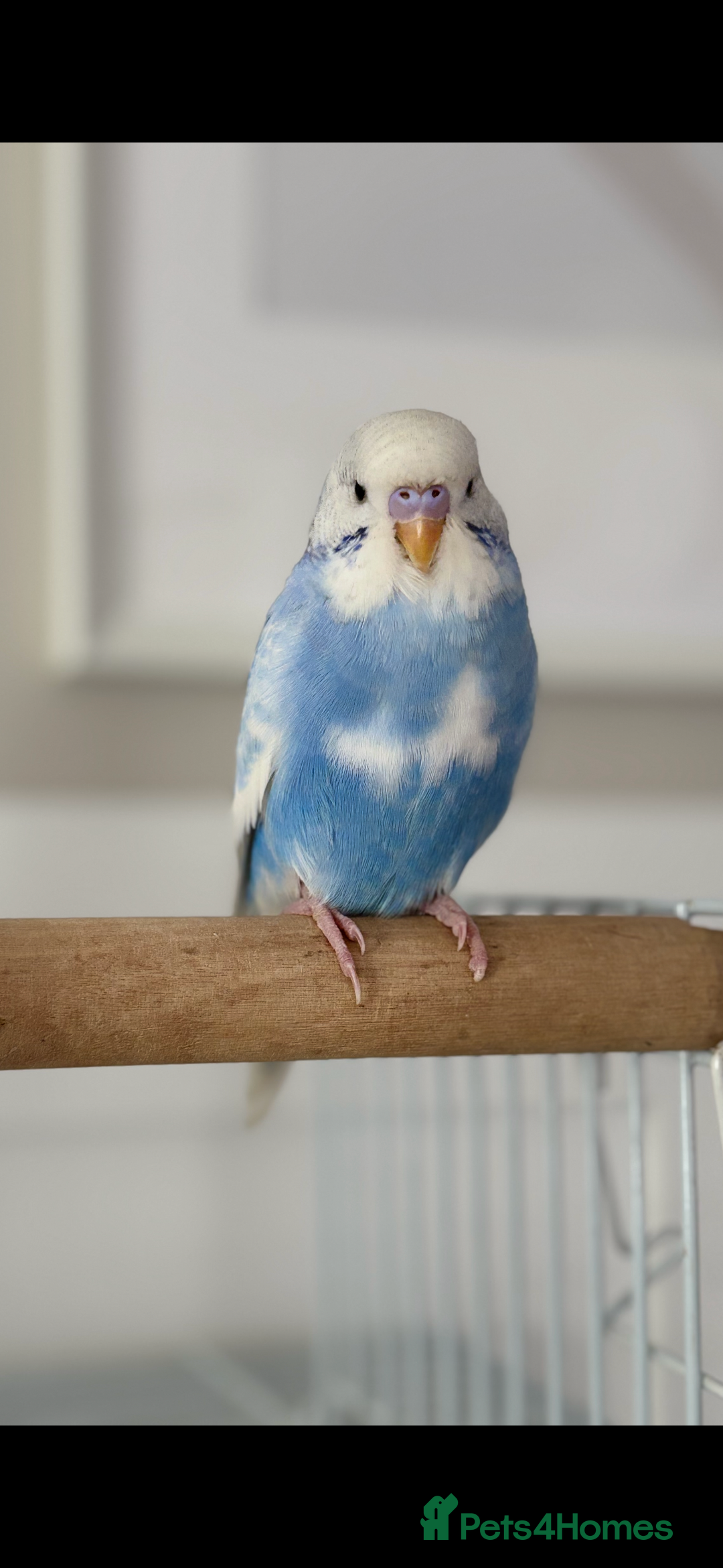 Budgerigars birds for sale: 2x budgies with complete set up cage purple blue - Image 4