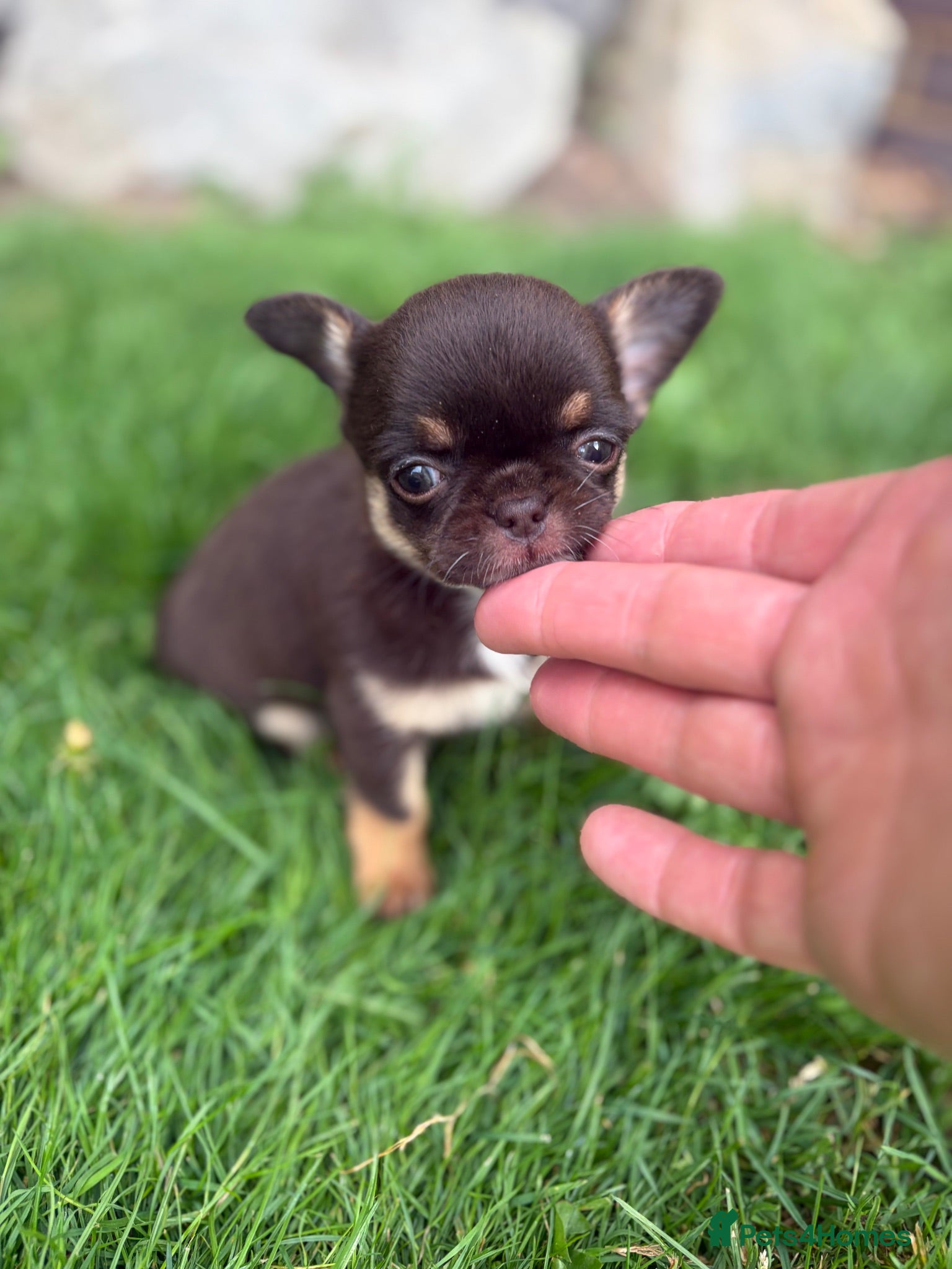 Chihuahua dogs Two Tiny Kc registered chihuahua boys - Advert 1