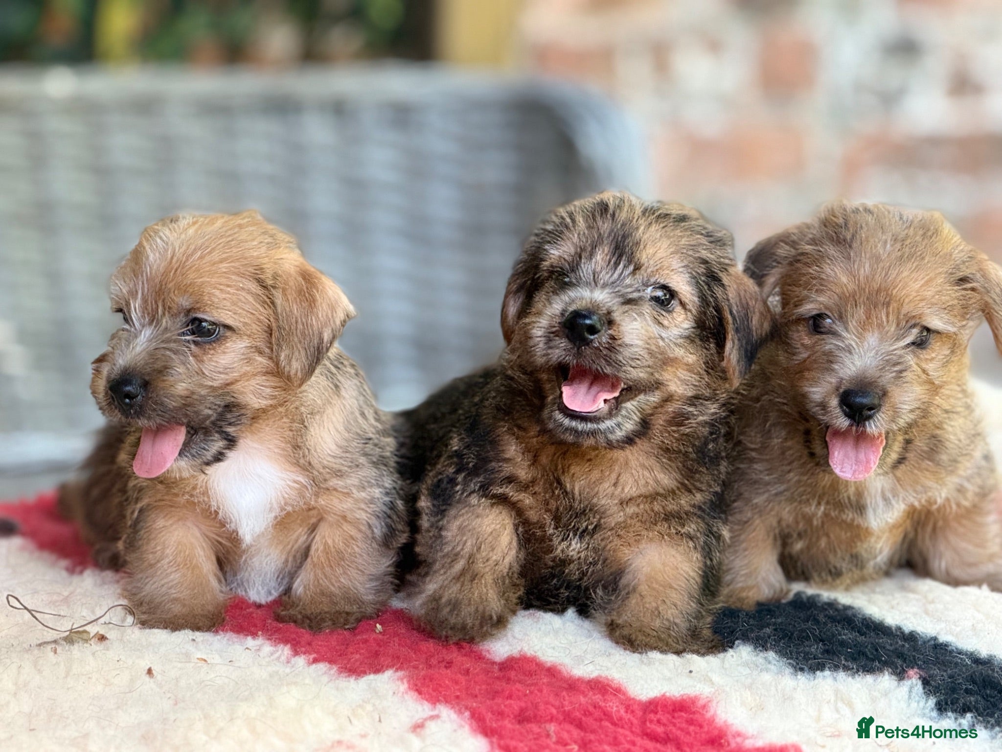 Norfolk Terrier dogs Stunning KC registered Norfolk terriers - Advert 1