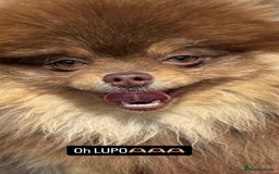 Pomeranian dogs for stud: CHOC AND TAN STUD 🤎  - Image 2