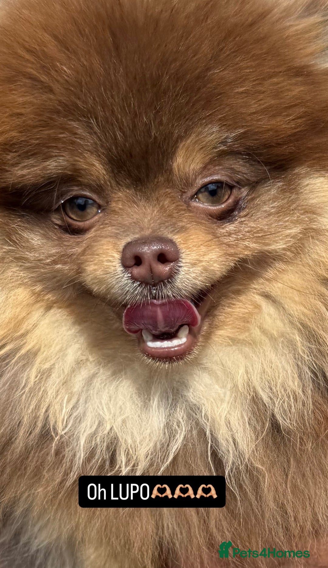 Pomeranian dogs for stud: CHOC AND TAN STUD 🤎  - Image 2