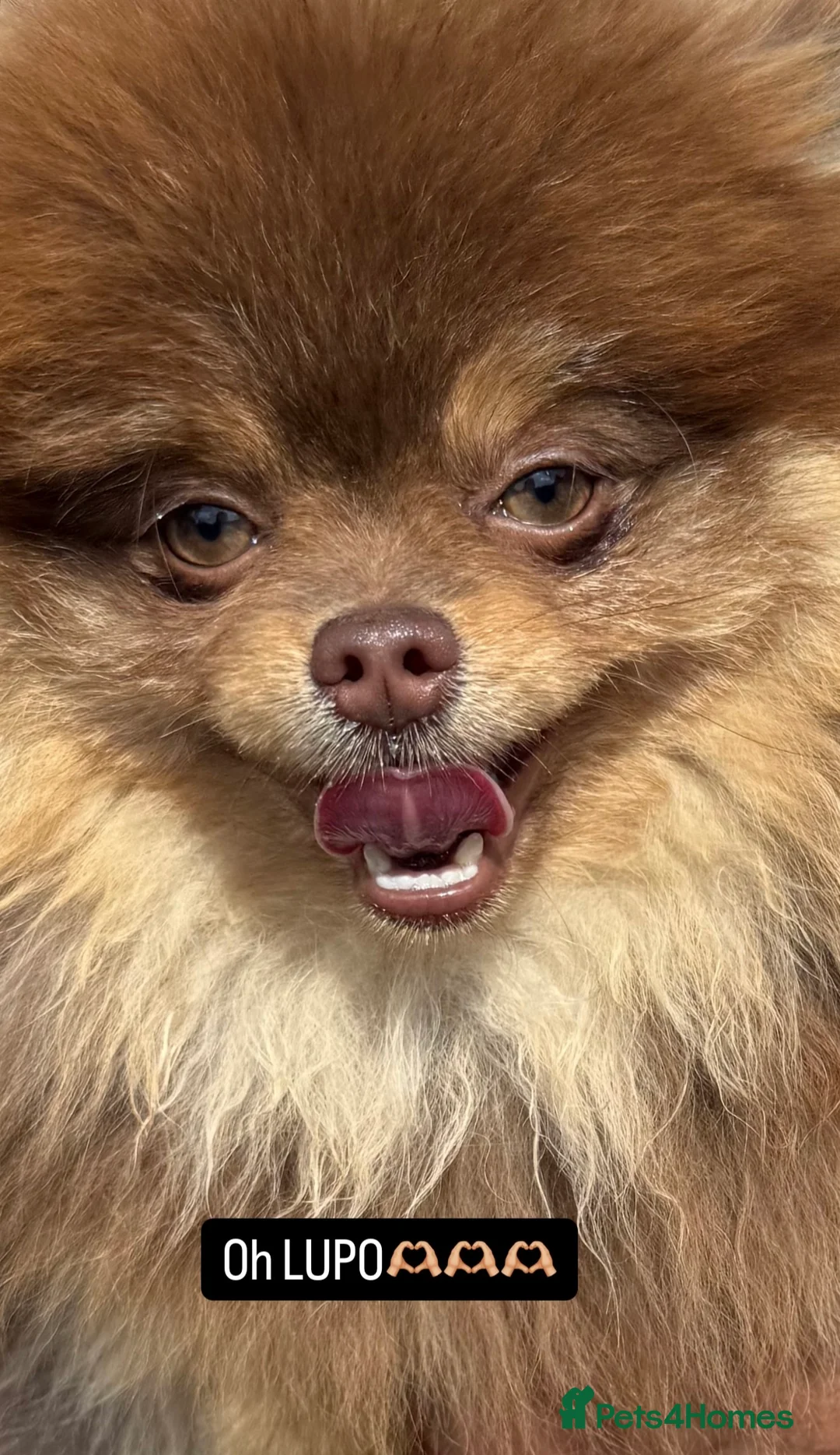 Pomeranian dogs for stud: CHOC AND TAN STUD 🤎  - Advert 2