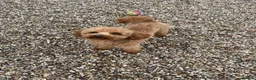 Toy Poodle dogs for stud: 🌹 RED TOY POODLE 9 INCH 2.8 KG HEALTH TESTED 🌹 - Advert 17