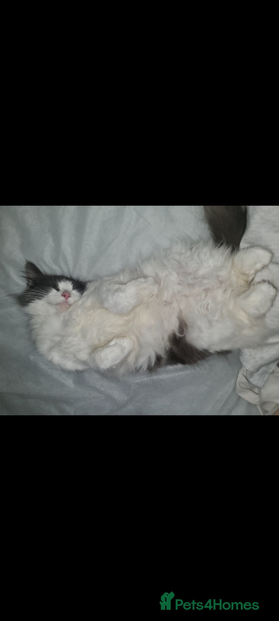 Mixed Breed cats for sale: Fabulous trio  - Advert 2