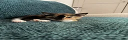 Mixed Breed cats for sale: Kittens for sale  in Wymondham - Advert 7