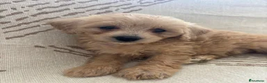 Cavapoochon Puppy 4