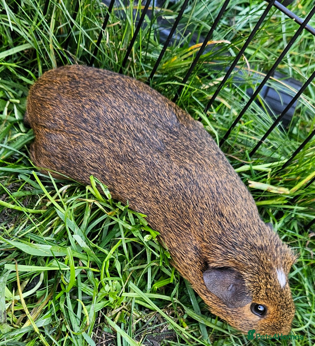 Guinea Pig rodents for sale: Guinea pigs  - Image 6