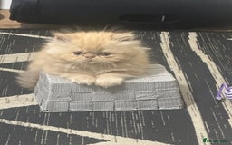 Persian cats for sale: Pedigree Persian Kittens ready to be rehomed - Image 11