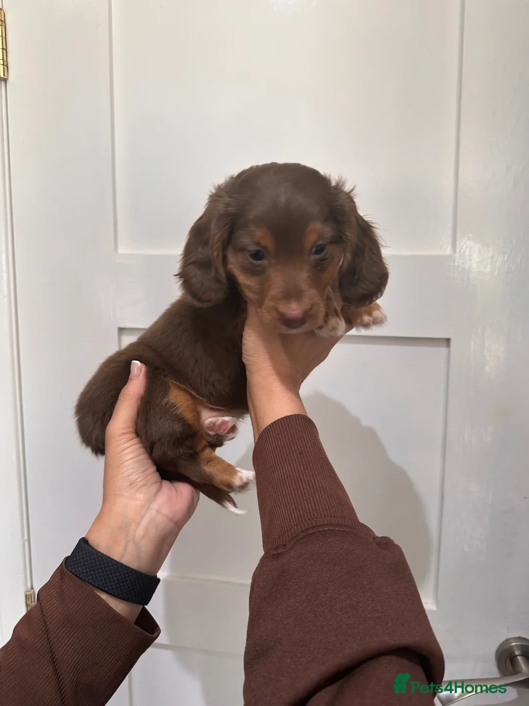 Dachshund dogs for sale: Miniature fluffy dauchand - Advert 5
