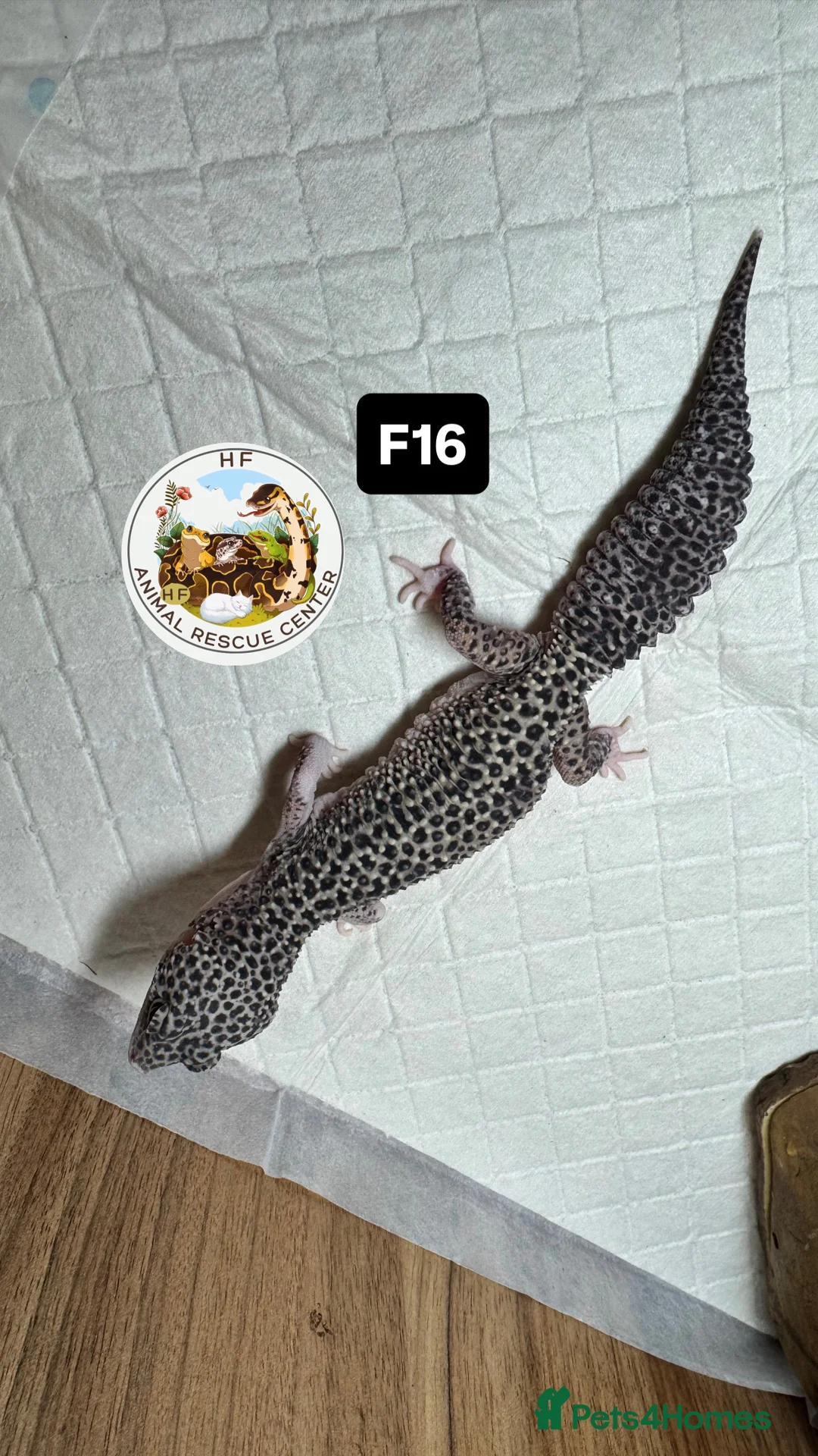 Leopard Gecko reptiles for sale: crested & leopard geckos - possible a full setup  - Advert 10